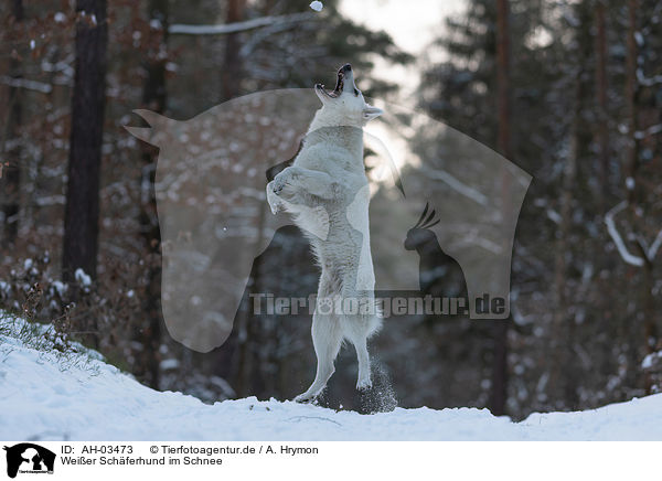 Weier Schferhund im Schnee / White Shepherd in the snow / AH-03473
