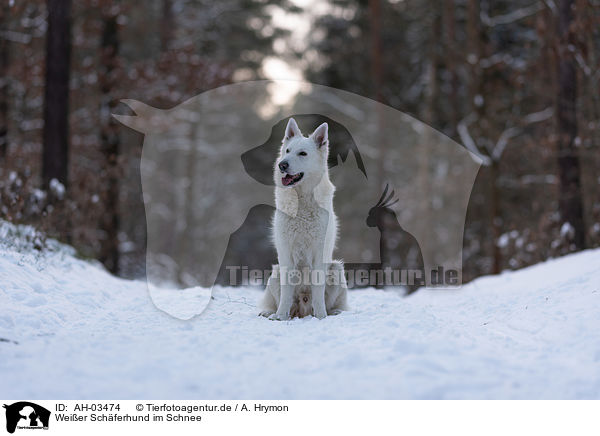 Weier Schferhund im Schnee / White Shepherd in the snow / AH-03474