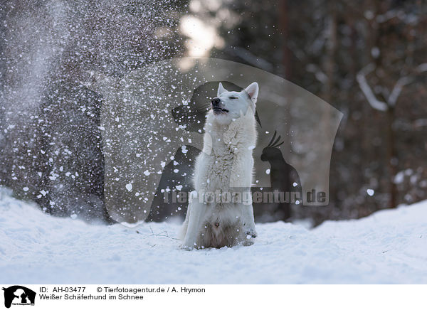 Weier Schferhund im Schnee / White Shepherd in the snow / AH-03477