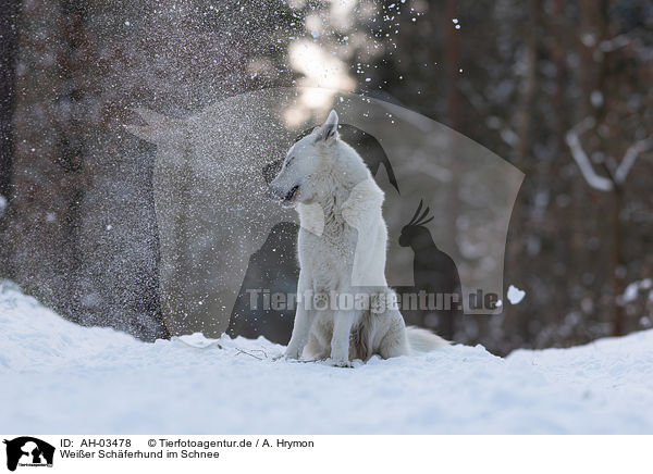 Weier Schferhund im Schnee / White Shepherd in the snow / AH-03478
