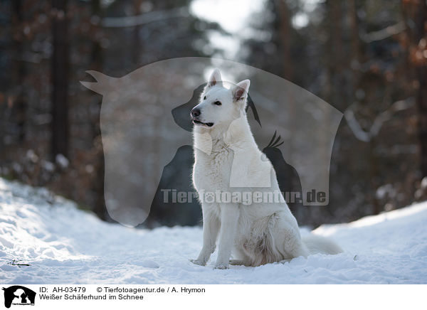 Weier Schferhund im Schnee / White Shepherd in the snow / AH-03479