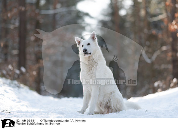 Weier Schferhund im Schnee / White Shepherd in the snow / AH-03481