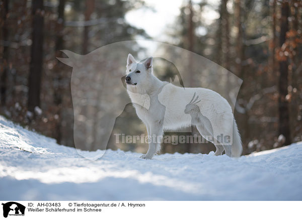 Weier Schferhund im Schnee / White Shepherd in the snow / AH-03483