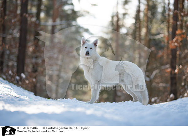 Weier Schferhund im Schnee / White Shepherd in the snow / AH-03484