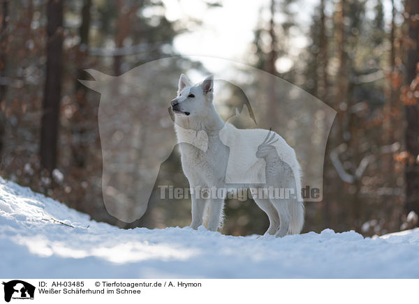 Weier Schferhund im Schnee / White Shepherd in the snow / AH-03485