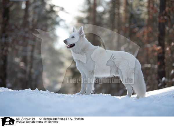 Weier Schferhund im Schnee / White Shepherd in the snow / AH-03486
