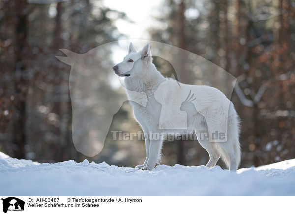 Weier Schferhund im Schnee / White Shepherd in the snow / AH-03487