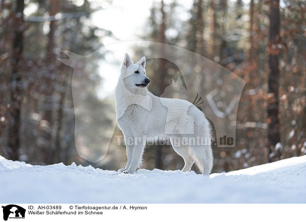 Weier Schferhund im Schnee / White Shepherd in the snow / AH-03489
