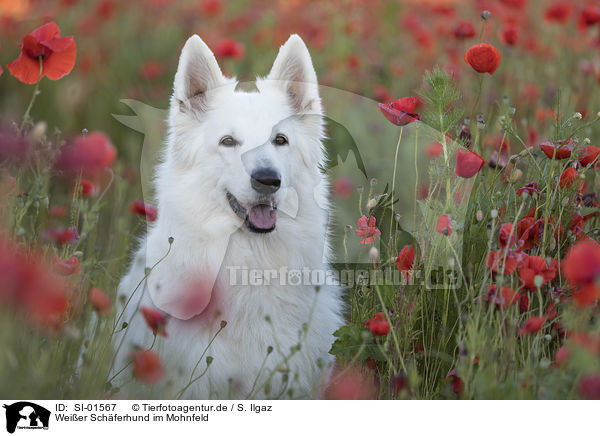 Weier Schferhund im Mohnfeld / White Shepherd in the poppy field / SI-01567