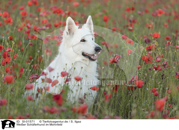 Weier Schferhund im Mohnfeld / White Shepherd in the poppy field / SI-01571