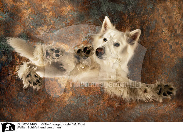 Weier Schferhund von unten / white shepherd from below / MT-01463