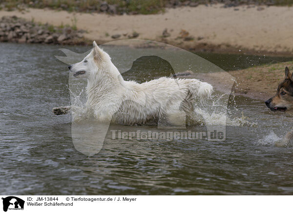 Weier Schferhund / White Shepherd / JM-13844