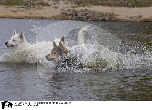 Weier Schferhund / White Shepherd / JM-13845