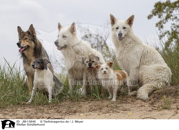 Weier Schferhund / White Shepherd / JM-13846