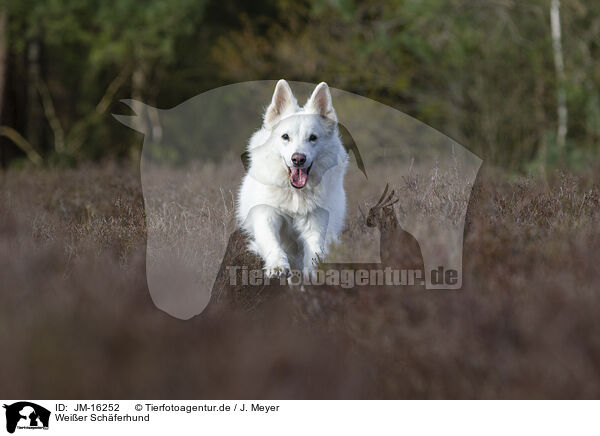 Weier Schferhund / JM-16252