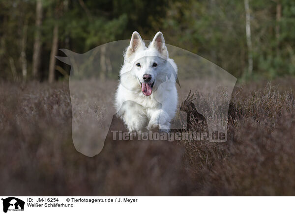 Weier Schferhund / JM-16254