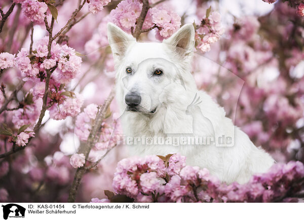 Weier Schferhund / White Shepherd / KAS-01454