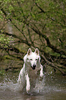 Weier Schferhund im Wasser