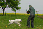 Schutzhundausbildung