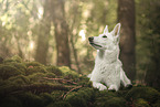 Weier Schferhund im Wald