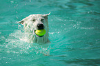 schwimmender Weier Schferhund