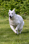 rennender Weier Schferhund