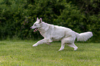 rennender Weier Schferhund