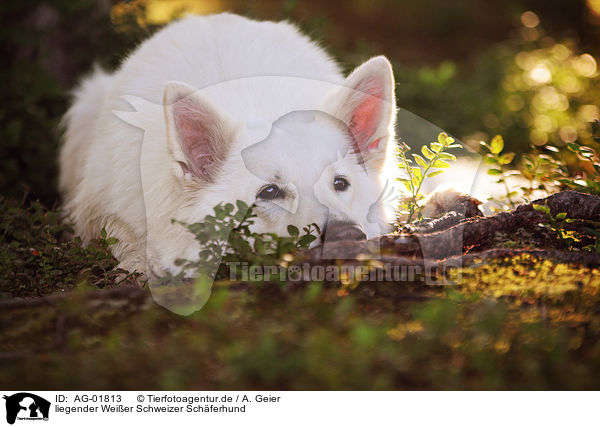 liegender Weier Schweizer Schferhund / lying White Swiss Shepherd / AG-01813