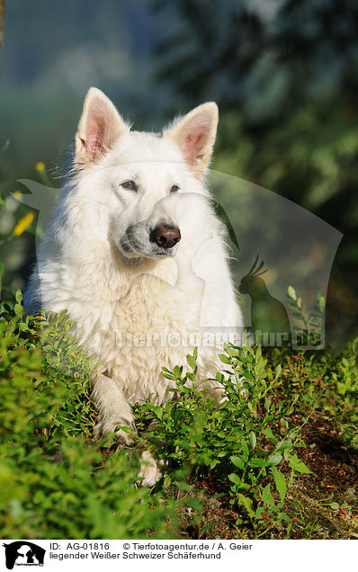 liegender Weier Schweizer Schferhund / lying White Swiss Shepherd / AG-01816