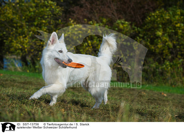 spielender Weier Schweizer Schferhund / playing White Swiss Shepherd / SST-13756