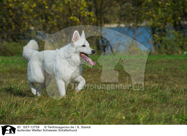 laufender Weier Schweizer Schferhund / walking White Swiss Shepherd / SST-13758