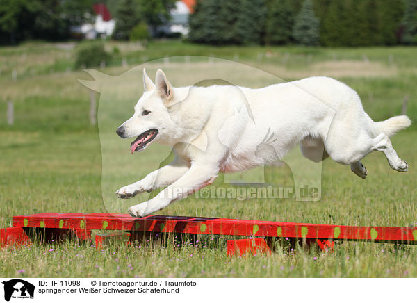springender Weier Schweizer Schferhund / jumping Berger Blanc Suisse / IF-11098