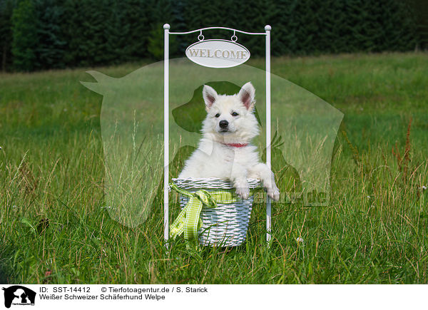 Weier Schweizer Schferhund Welpe / Berger Blanc Suisse Puppy / SST-14412
