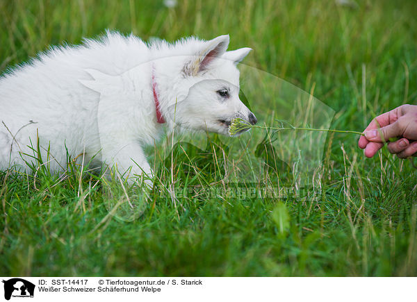 Weier Schweizer Schferhund Welpe / Berger Blanc Suisse Puppy / SST-14417