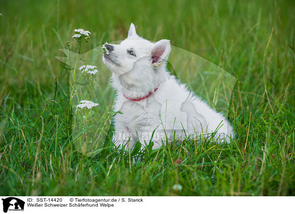 Weier Schweizer Schferhund Welpe / Berger Blanc Suisse Puppy / SST-14420
