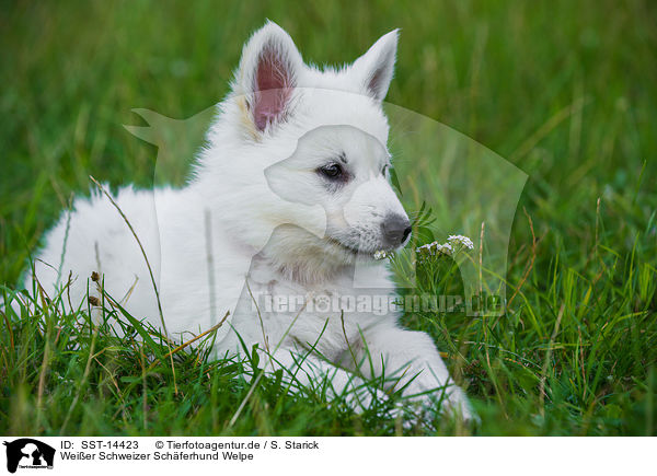 Weier Schweizer Schferhund Welpe / Berger Blanc Suisse Puppy / SST-14423
