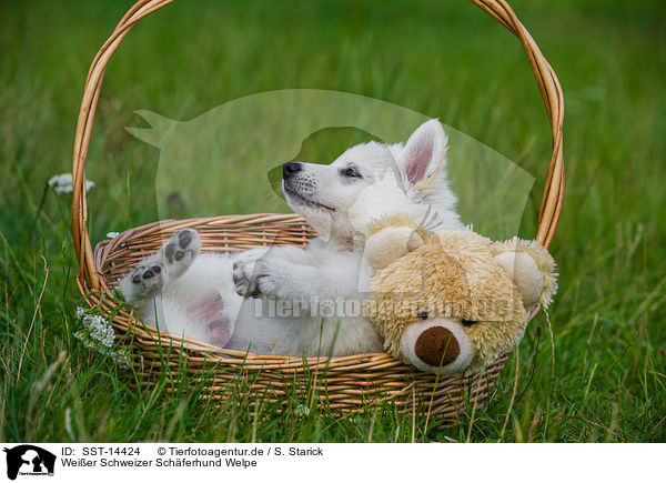 Weier Schweizer Schferhund Welpe / Berger Blanc Suisse Puppy / SST-14424