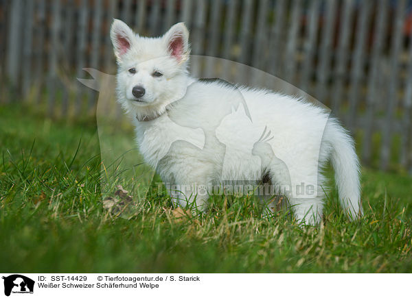 Weier Schweizer Schferhund Welpe / Berger Blanc Suisse Puppy / SST-14429