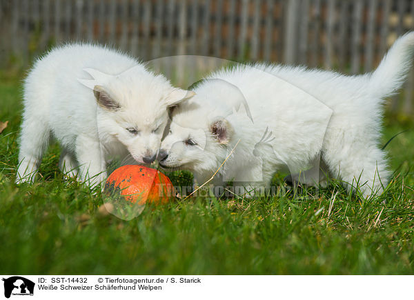 Weie Schweizer Schferhund Welpen / Berger Blanc Suisse Puppies / SST-14432