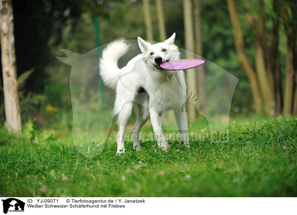 Weier Schweizer Schferhund mit Frisbee / YJ-09071