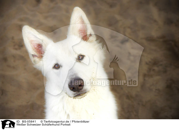 Weier Schweizer Schferhund Portrait / BS-05841