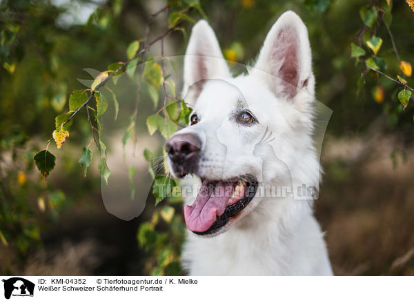 Weier Schweizer Schferhund Portrait / KMI-04352
