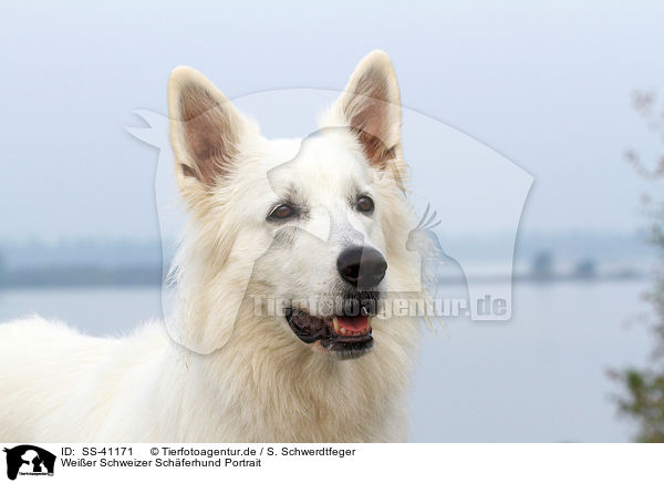 Weier Schweizer Schferhund Portrait / Berger Blanc Suisse Portrait / SS-41171