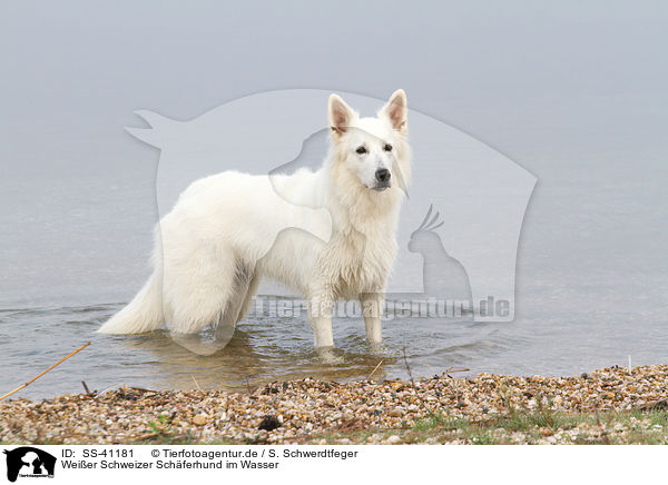 Weier Schweizer Schferhund im Wasser / Berger Blanc Suisse in the water / SS-41181