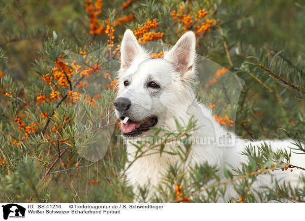 Weier Schweizer Schferhund Portrait / Berger Blanc Suisse Portrait / SS-41210