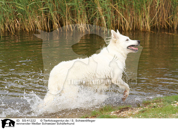 rennender Weier Schweizer Schferhund / running Berger Blanc Suisse / SS-41222