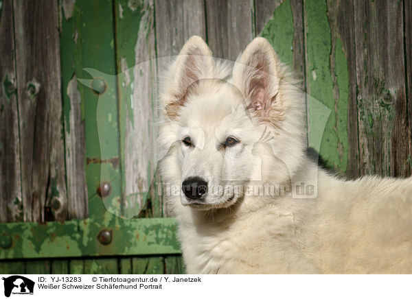 Weier Schweizer Schferhund Portrait / Berger Blanc Suisse Portrait / YJ-13283