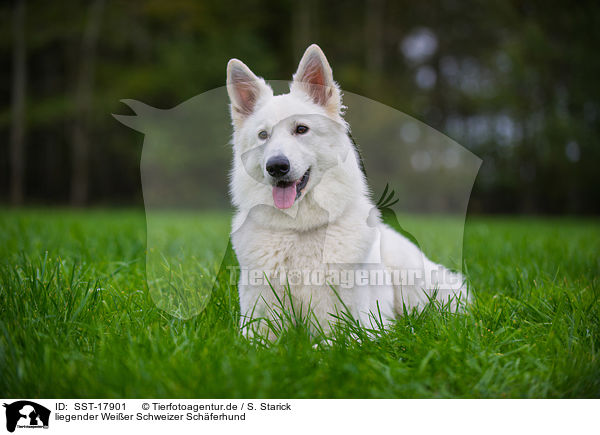 liegender Weier Schweizer Schferhund / lying White Swiss Shepherd / SST-17901