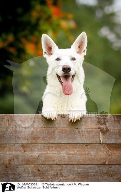 Weier Schweizer Schferhund / White Swiss Shepherd Dog / MW-03338