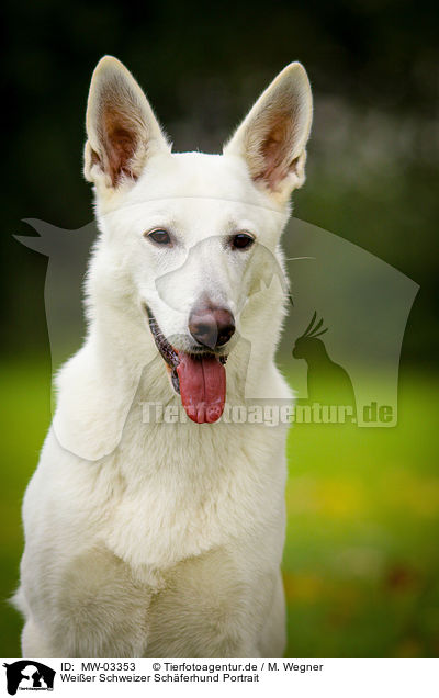 Weier Schweizer Schferhund Portrait / White Swiss Shepherd Dog Portrait / MW-03353